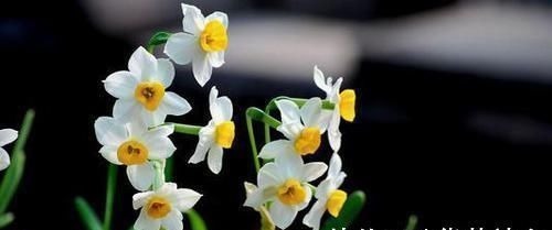 龙凤|出生在几点钟的孩子,是才子佳人,从小就优秀到大,是人中龙凤