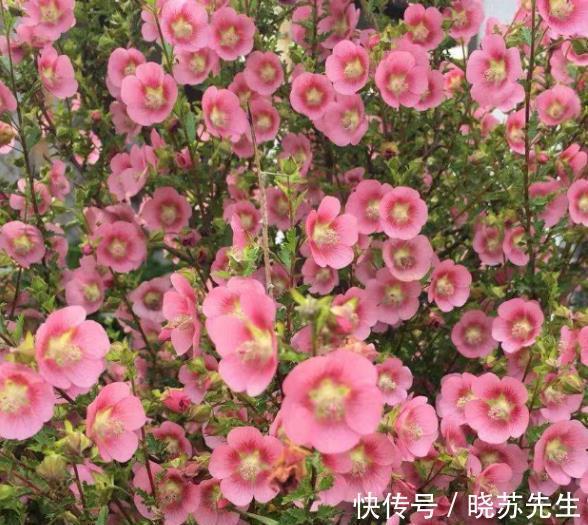 新手养花首选这3款，开花美好养护，抗性强真省心，适合新手