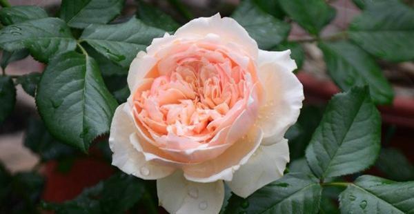 夏季|需要“富养”的花，天热也要施肥，不然越养越差劲