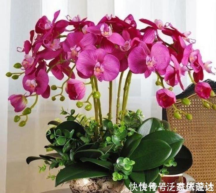 养花就养3种花,家里养一盆,花期长达200天,阳台养出小花园