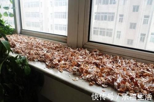 花卉|家庭的这2种“食物壳”,砸碎之后,撒在花盆里,养啥花都能旺!