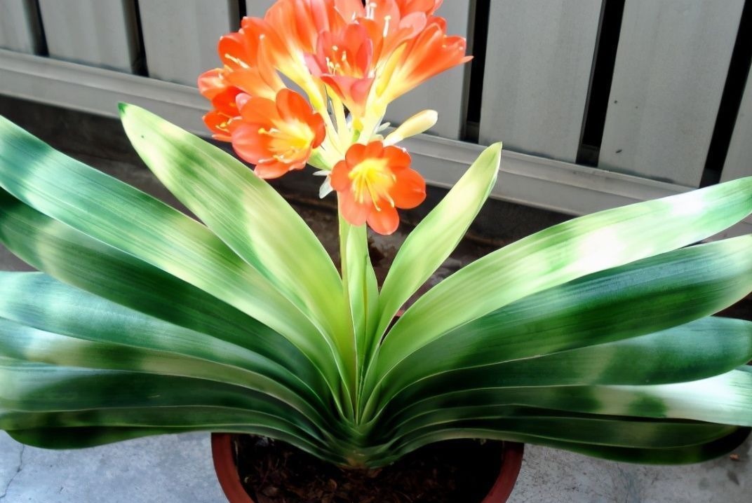 养君子兰有“六怕”,你知道吗?新手一定要避开