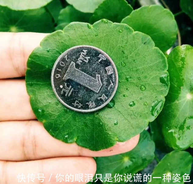 惹不起的花,叶子直径3米大,一片叶子盖住3个人
