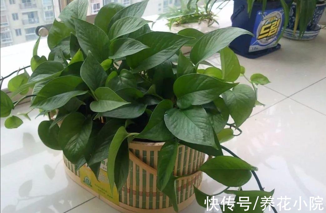 天冷了没花看,不如养6种漂亮“绿植”,美观大方还有益健康