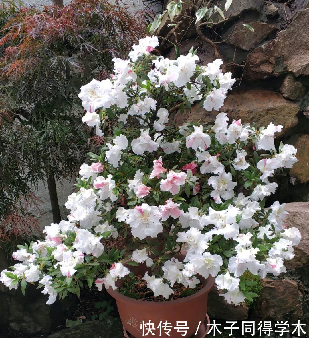 养花|这3种“漂亮花”，只能浇水，不能喷水，喷一喷都是短命鬼