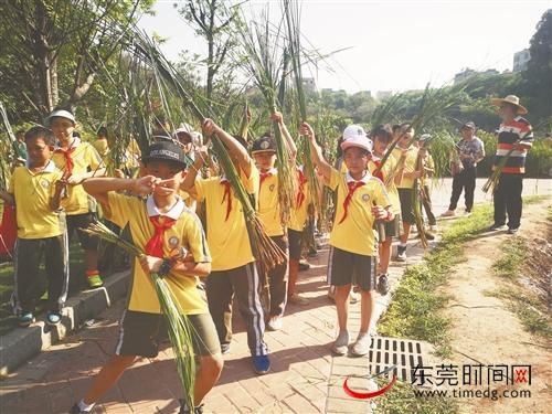 老人们|致富思源！厚街100多名小学生凤山公园体验收割莞草