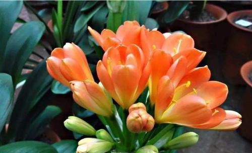 君子兰|君子兰也分公母?养10年也不开花,根源在这里