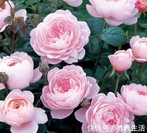 新手喜欢养护花卉,就养容易开花爆盆,花期长的花卉,花开花色艳