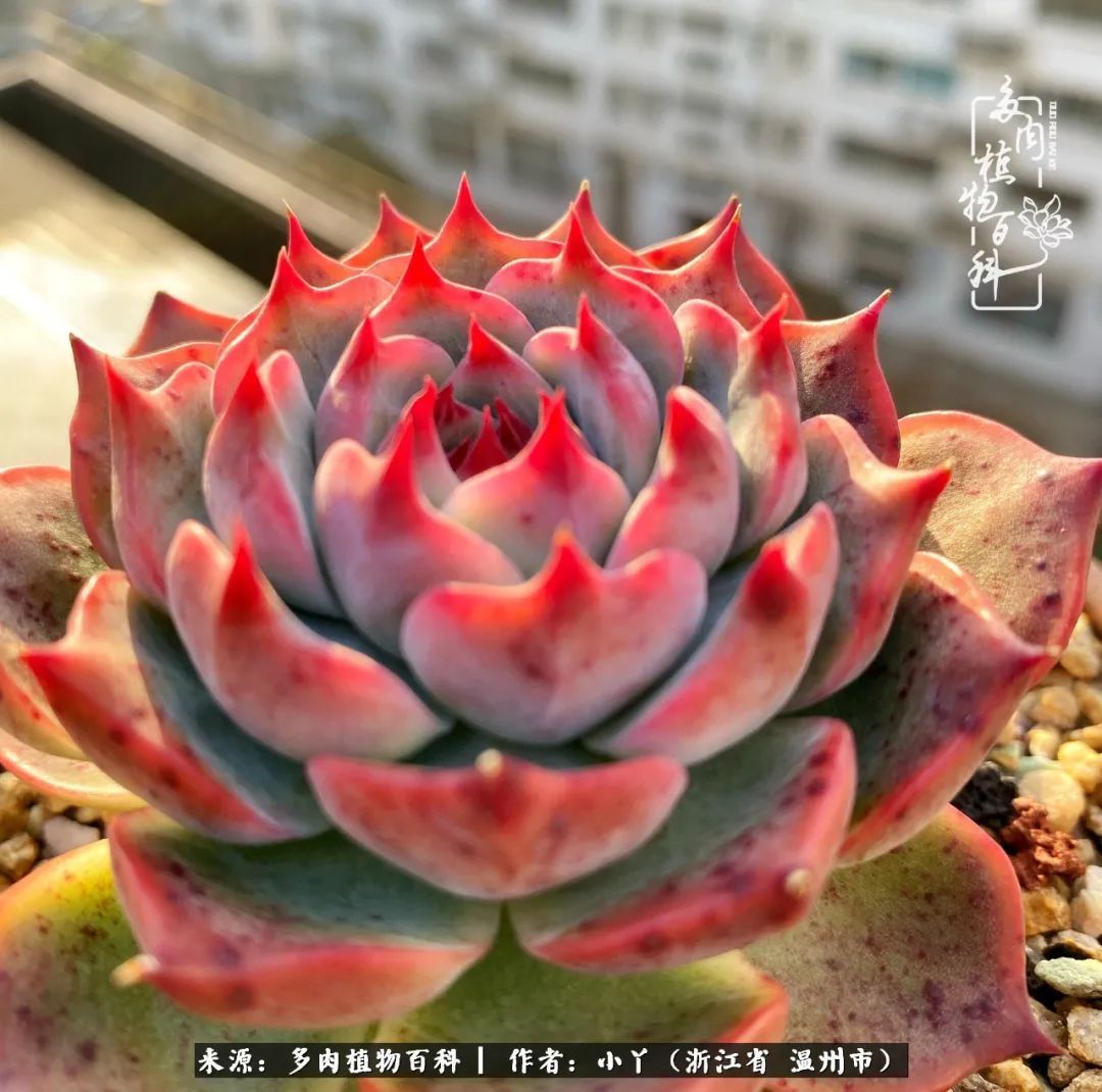 祖上无院家里无矿,一腔浪漫情怀付诸楼顶造花!