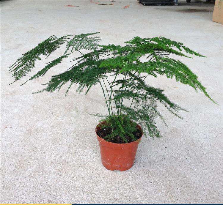 文竹不能这样养,不然很容易出现黄叶情况