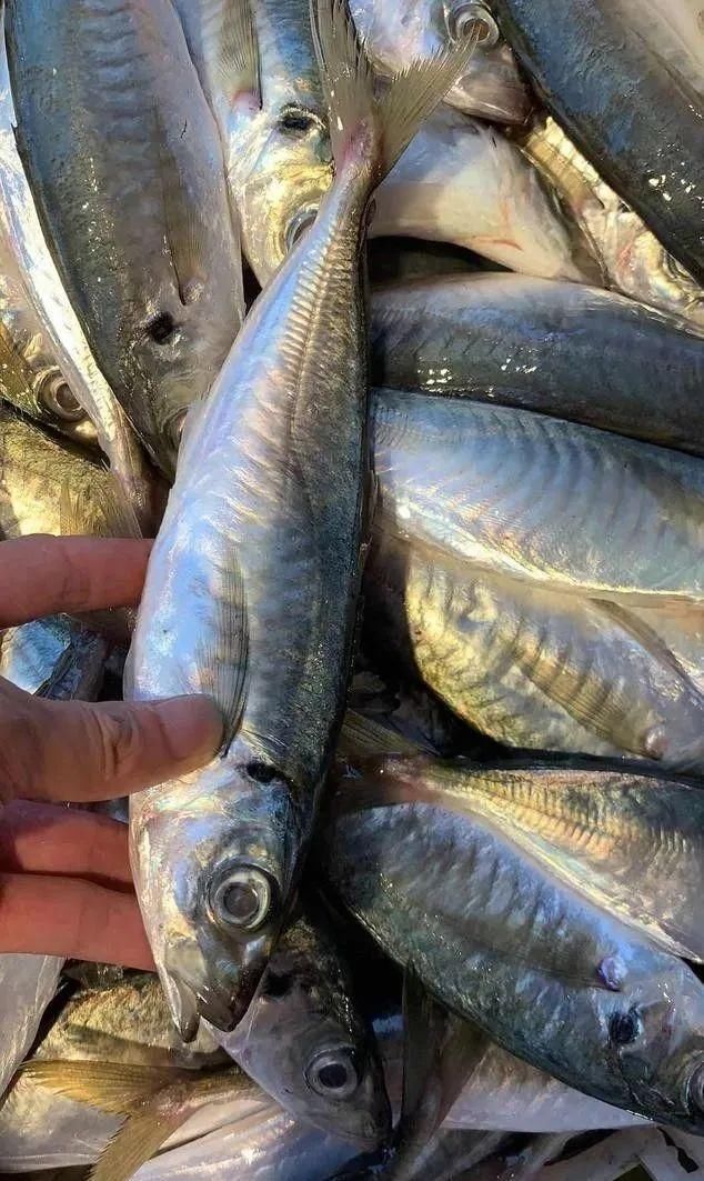 海鲜|老渔民最爱这5种海鲜,价格亲民又营养,刺少肉多,错过可惜了