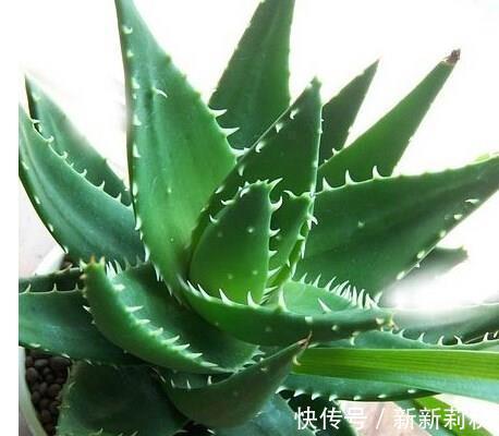 家里养花选它,小盆种少浇水,容易长满盆,适合新手!