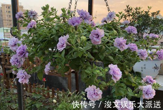 雌蕊|喜欢养花就扦插繁殖盆栽君子兰、矮牵牛,播种育苗十拿九稳