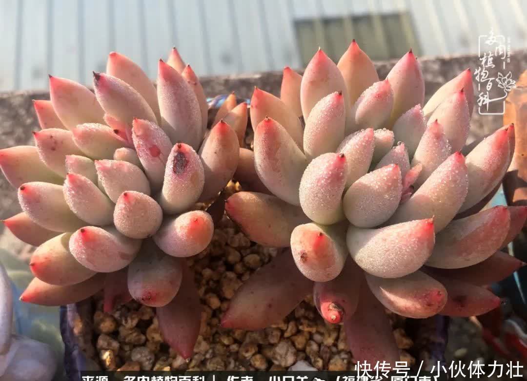 多肉,似星辰大海般的璀璨!