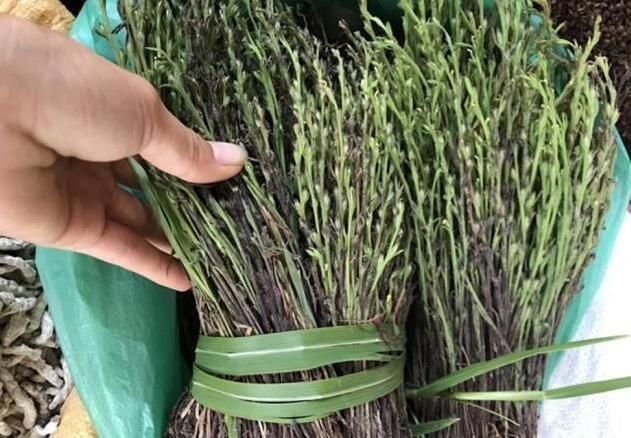 人称“草中黄金”，可遇不可求，见到是福气，干草200一两不好买