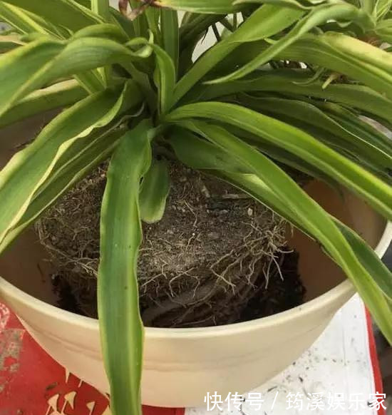 绿萝|4种花爱“吃土”,1年不换盆,盆里全是根不见土,换盆才能长好