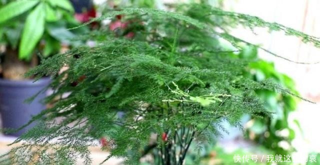 家里养8种花,要少晒太阳,没有阳光也能长势旺盛!