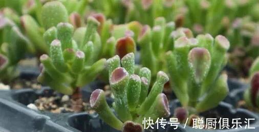 听说养此4种多肉，旺财又旺宅，你有养吗