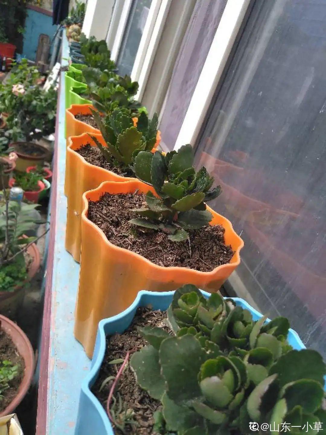 花苞|公认难养的花，养一盆死一盆，从来没有养活过！