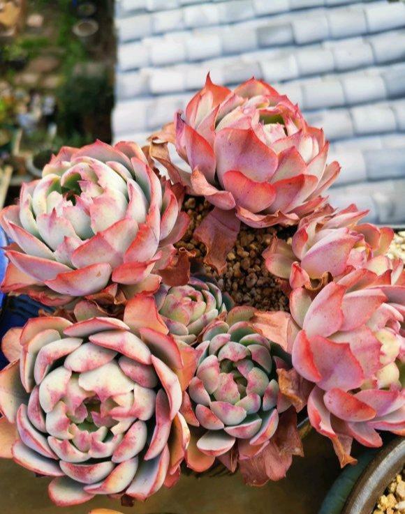 多肉|夏天多肉浇水,有小技巧,3个错误不要犯,小心多肉变“烂肉”