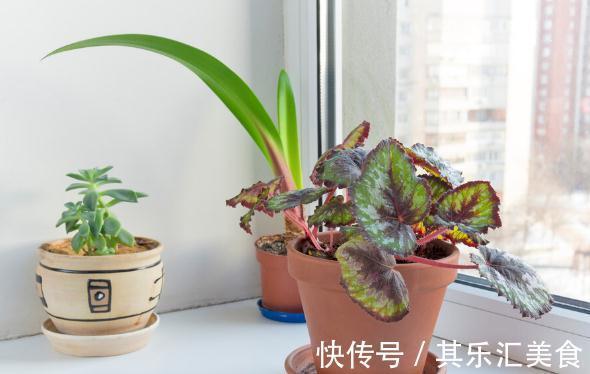 换季期间，给花草浇点“防冻水”，天冷不怕冻死，来年还能长势好