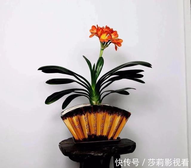 美誉|客厅养花就选这5种,清雅又大方、越养家里越干净,越养越健康