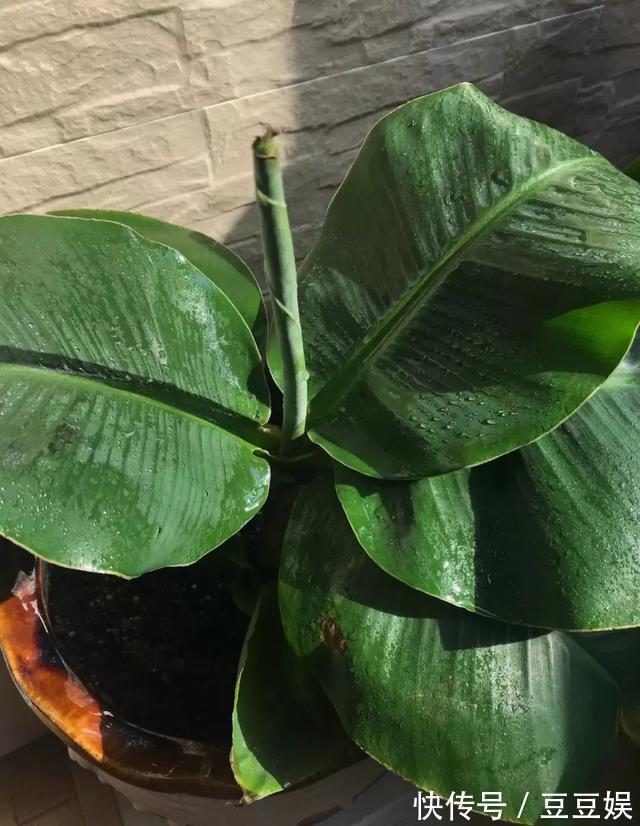 能盆栽的迷你香蕉树，比绿萝还耐阴的花，叶子亮得像打蜡！
