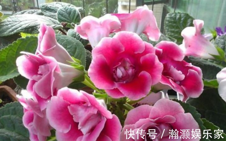 浇水|3种花便宜漂亮又好养,10元买两盆,开花漂亮花期长,谁养谁喜欢