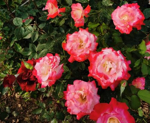 有了它，谁还养绿萝、吊兰！一年四季都能开花，且花大香浓