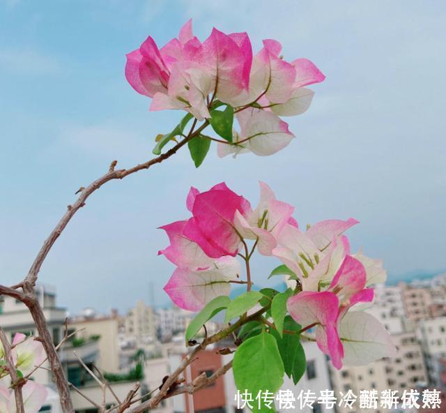 三角梅这些品种最勤花，一年四季开不停，花多得不见叶！