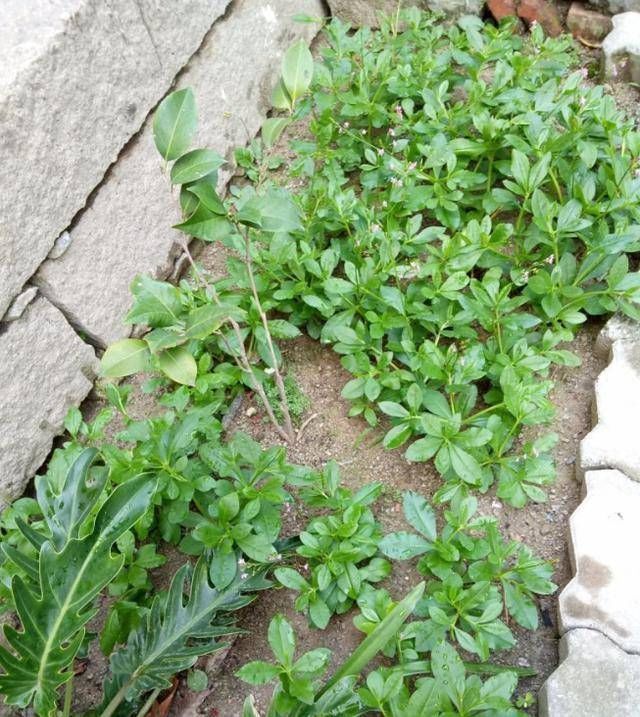 乡间土生土长的人参是一种高级补品,滋补强身,价值连城