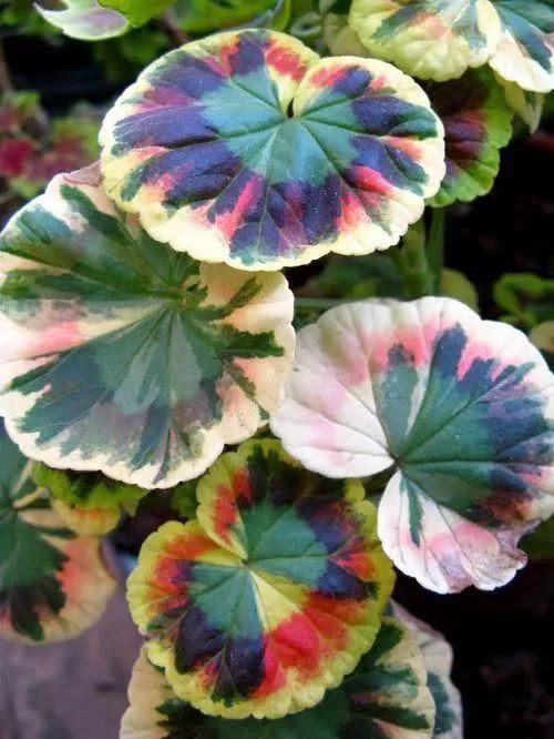 太太太漂亮了,绝对没有见过,发到群里,朋友们会爱死你的!