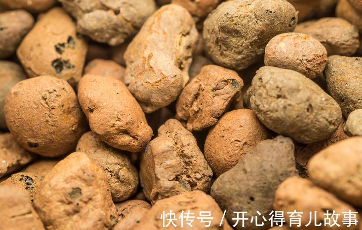 植物烂根怎么办，学会这些就不用担心了