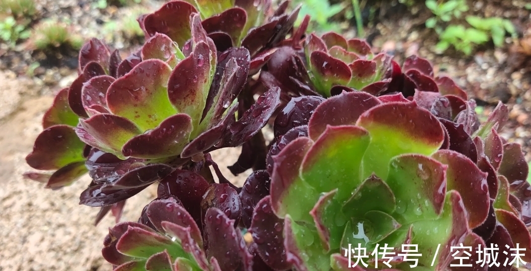 多肉植物不常见问题,干瘪干皱,难以服盆等,看看有您遇到了吗