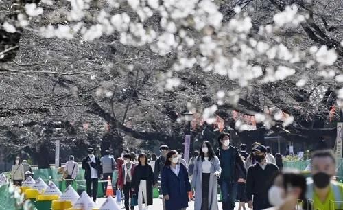 日本：创纪录提前盛放的樱花，和创纪录被挡住的财源