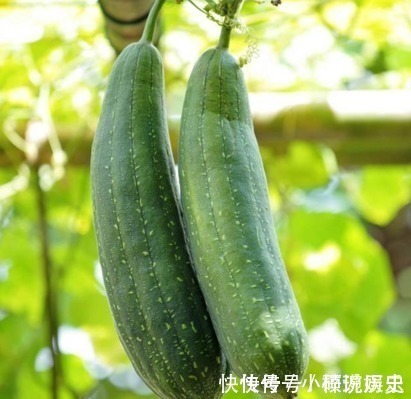 药用价值|这种农村的植物,被农民当成刷碗布,没想到还有这么高的药用价值