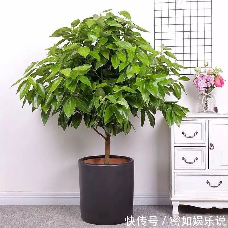 盆景里的镇宅树,桂花树、幸福树、平安树,堪称“吉祥三宝”