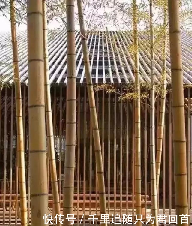 自在|院子里喝茶图个自在