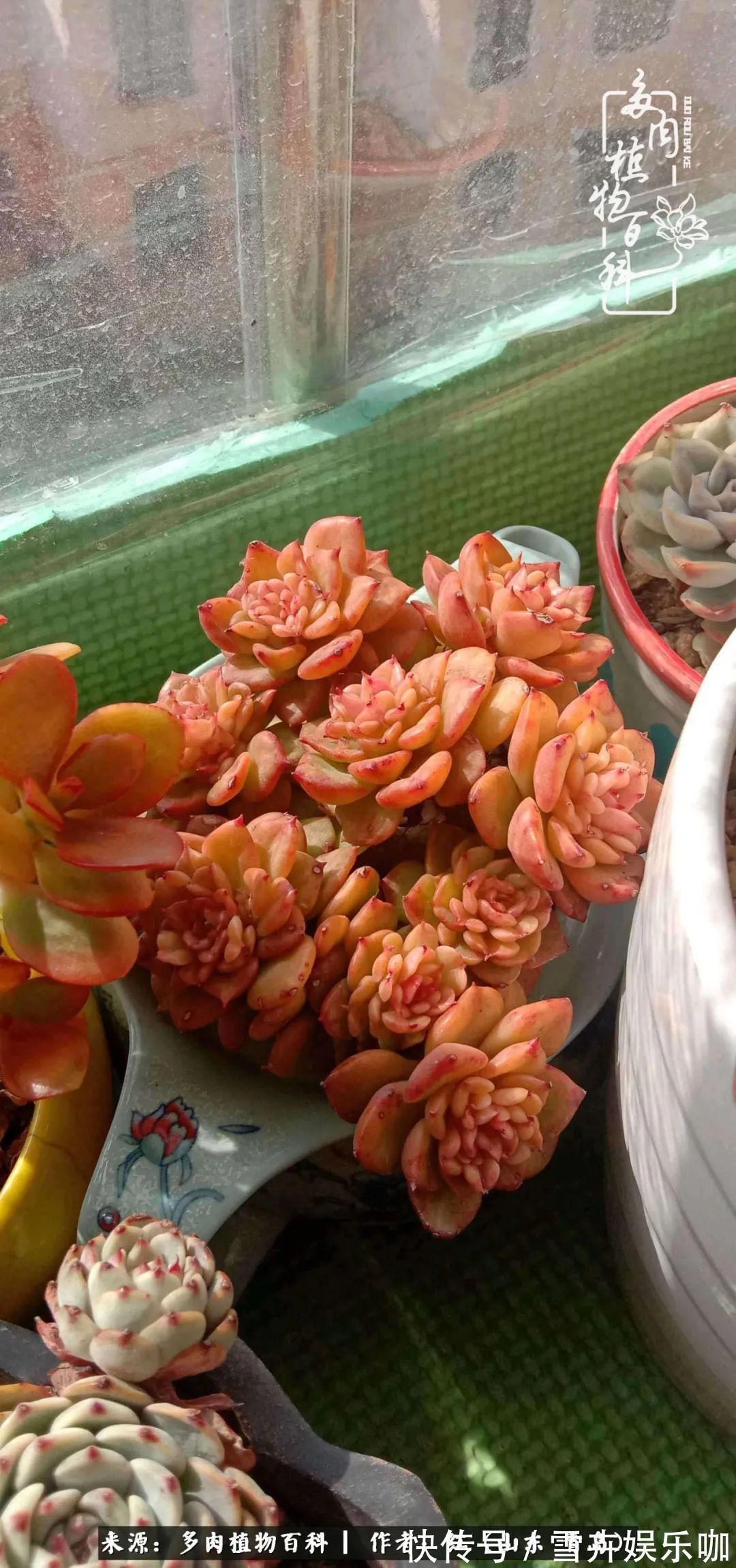 红稚莲|多肉度个夏,回到解放前!曾经有多美,现在就有多丑!