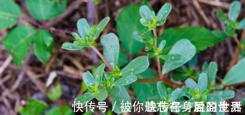 马齿苋|甲状腺结节的“源头”找到了，记住“2吃2不吃”，结节慢慢好转