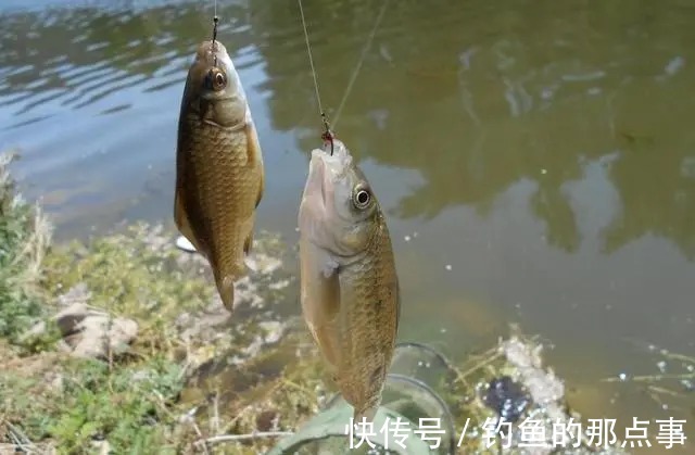 春钓鲫谨记5个“口诀”,60%的钓友都不知道,学会后拉到“手软”