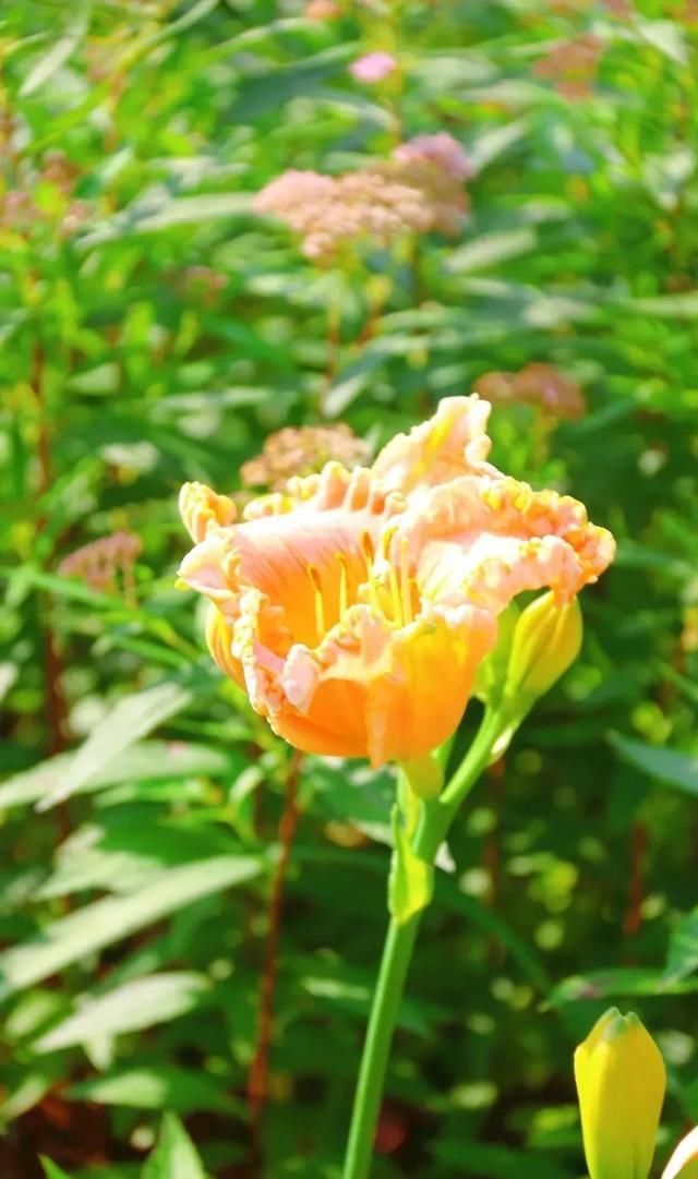 阵雨|南岸“花”了点小心思，你确定不去看看?