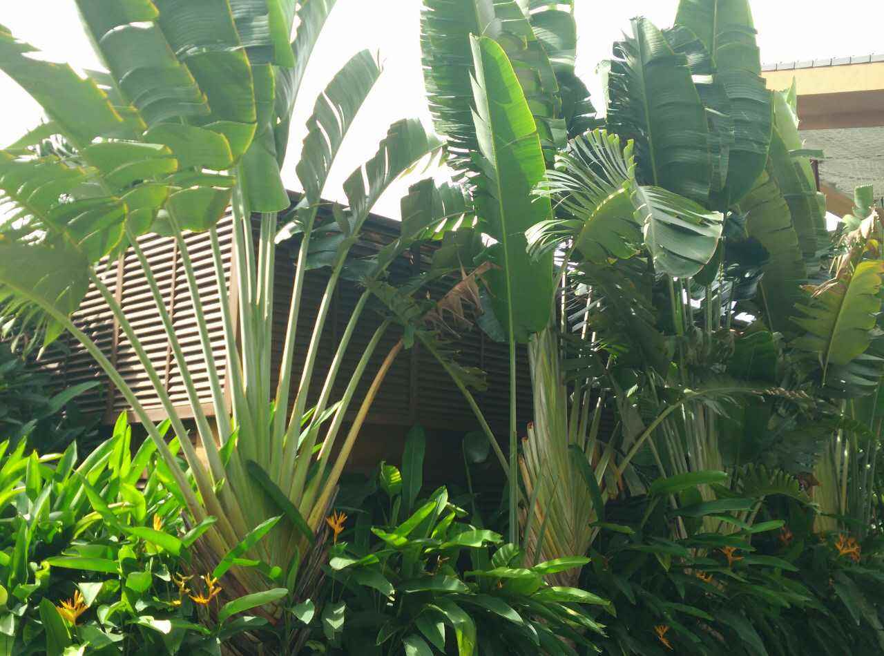 此花是沙漠中的希望，叶子翠绿郁郁葱葱，可以指导正确的方向！