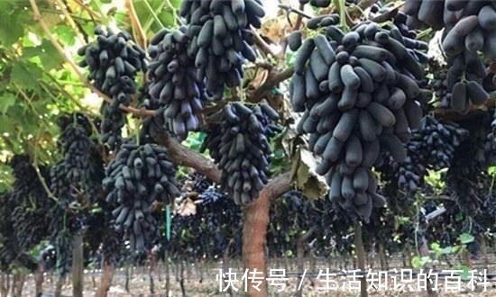 蓝宝石|有院子的朋友,不要错过这种果树,不怕旱不怕晒,好吃又营养!