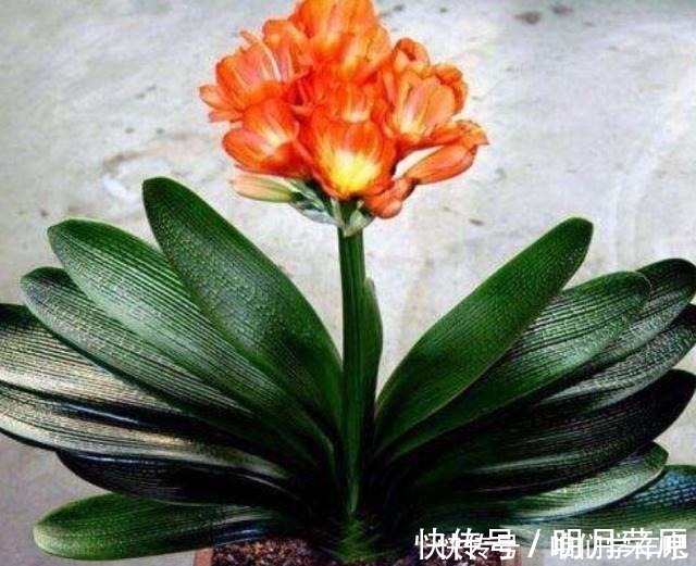 家家|这些食物,每个月给君子兰“喂”一点,叶片绿,根系壮!
