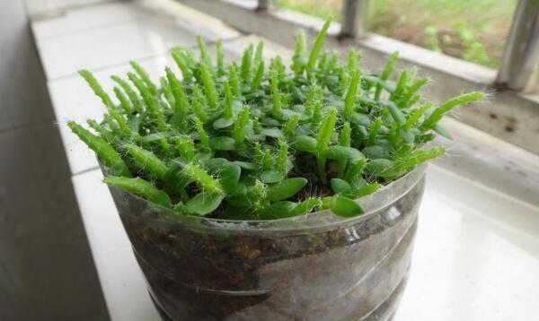 发芽|吃水果时挖一勺子,洗洗扔盆里,20天发芽成盆栽,结的果子吃不完