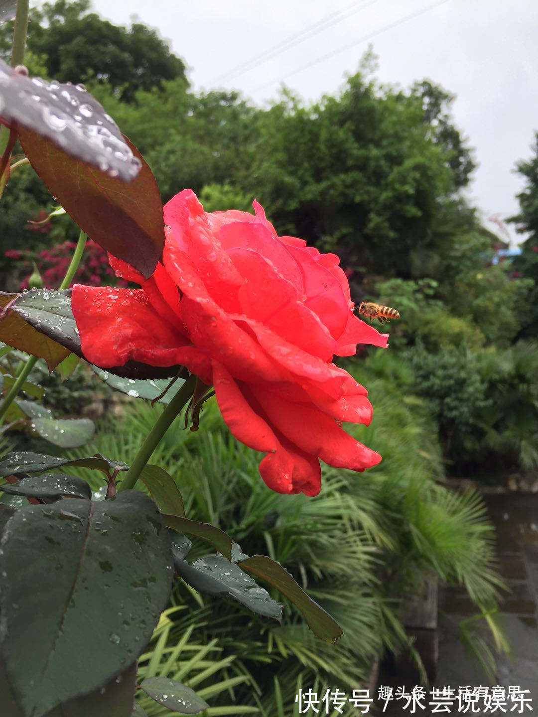 夏季勤快点，教你3招小方法，谢后又开，让月季花比绿萝还好养！