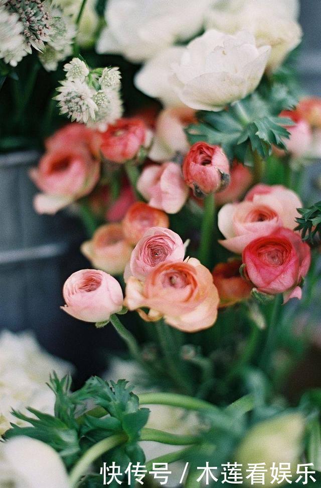 阳台上|叶子像芹菜,开花赛牡丹,这花名叫“芹菜花”,再土也能给你惊喜