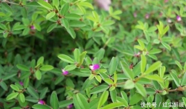 鸡眼|农村这野草名叫“鸡眼草”具有清热解毒,活血的功效,见到请珍惜