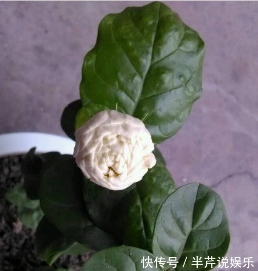 茉莉|邻居养了一株笔尖茉莉，香味蹿进了左邻右舍，太好闻了！